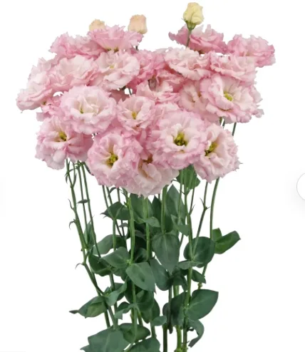 Lisianthus Celeb Sakura Pink
