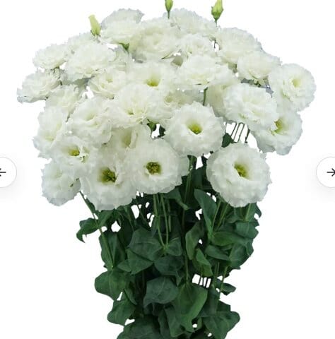 Lisianthus Celeb White