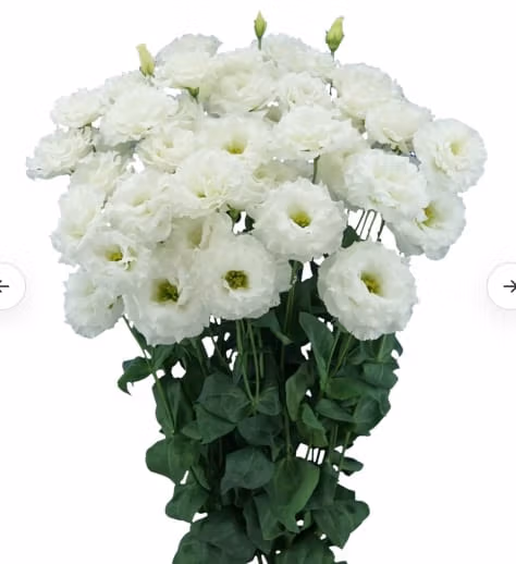 Lisianthus Celeb White