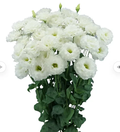 Lisianthus Celeb White