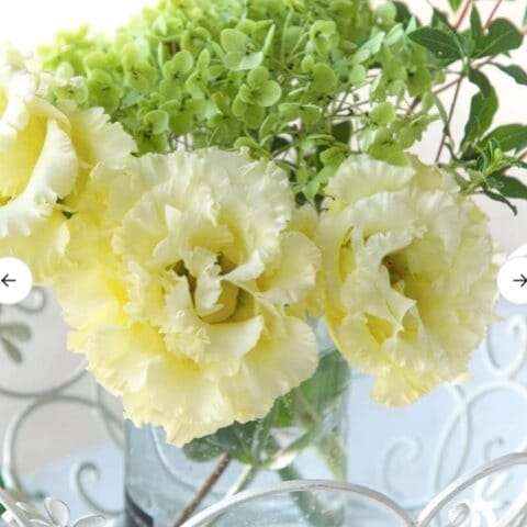 Lisianthus Corelli Yellow Flower
