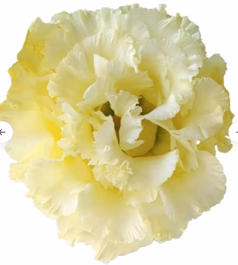 Lisianthus Corelli Yellow - Image 2