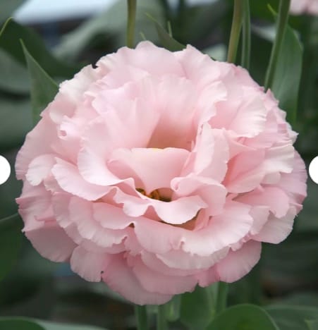 Lisianthus Corelli Peach Flower