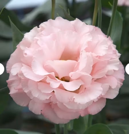 Lisianthus Corelli Peach Flower