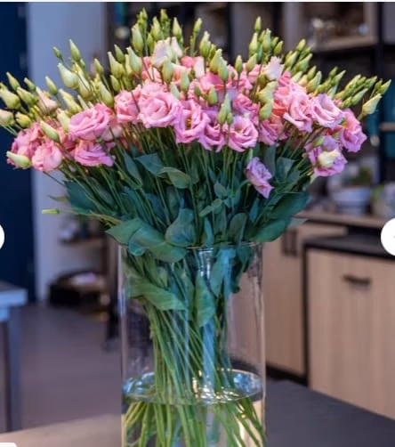 Lisianthus Corelli Peach - Image 3