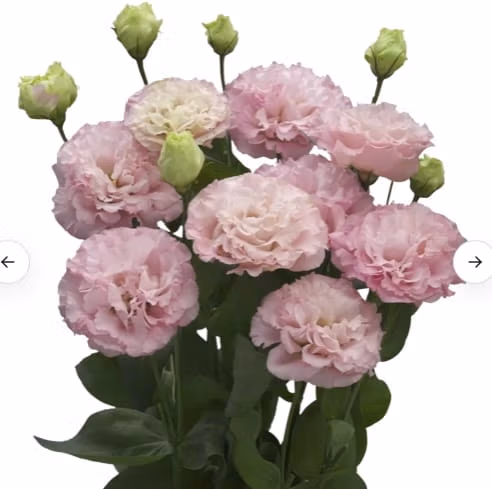 Lisianthus Corelli Peach - Image 2