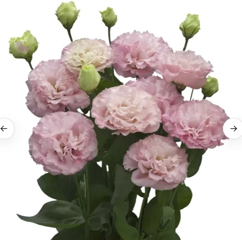 Lisianthus Corelli Peach - Image 2