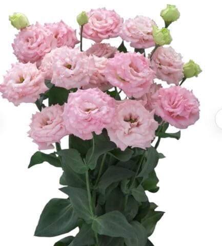 Lisianthus Corelli Pink Flower