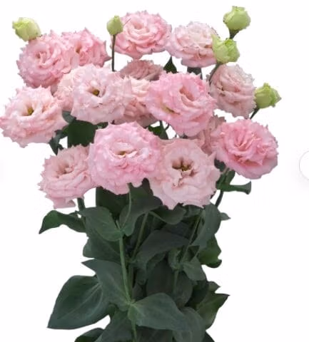 Lisianthus Corelli Pink Flower