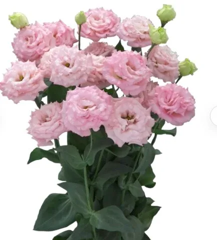 Lisianthus Corelli Pink Flower