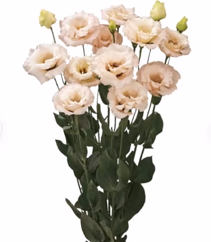 Lisianthus Corelli Light Pink - Image 2