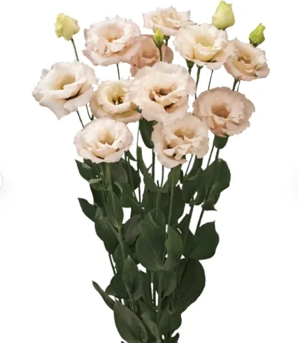 Lisianthus Corelli Light Pink - Image 2