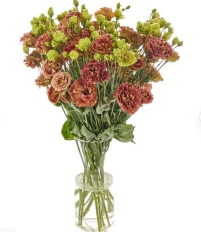 Lisianthus Rosanne Terracotta Flower