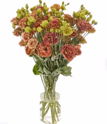 Lisianthus Rosanne Terracotta Flower