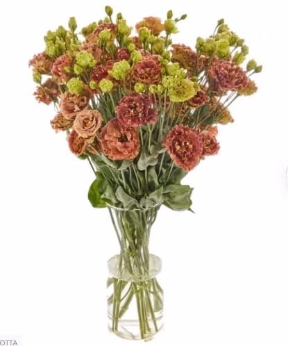 Lisianthus Rosanne Terracotta Flower
