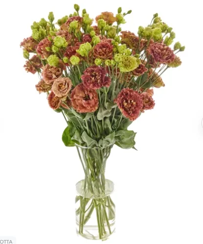 Lisianthus Rosanne Terracotta Flower