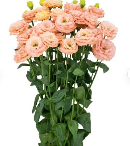 Lisianthus Sabine Orange Flower