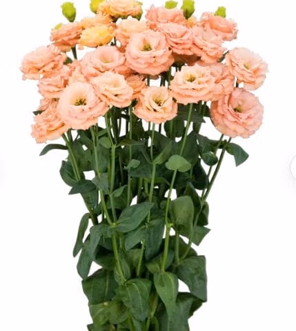 Lisianthus Sabine Orange Flower