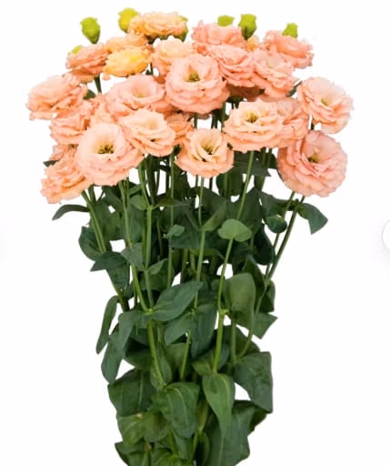 Lisianthus Sabine Orange Flower