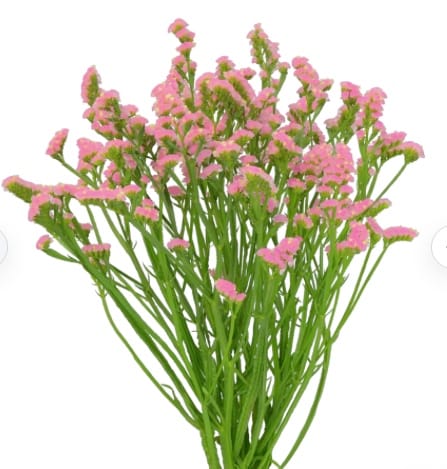 Statice Light Pink Flowers