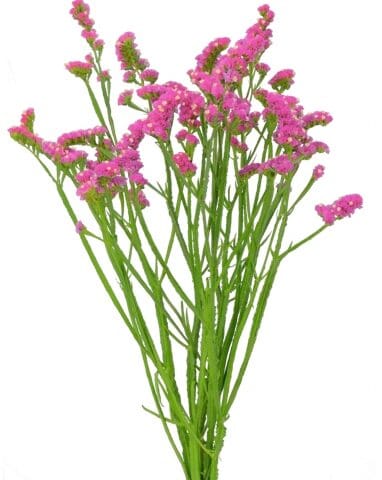 Statice Rose Flowers