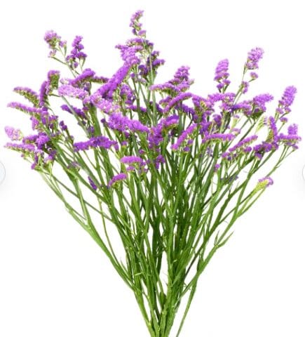 Statice Purple
