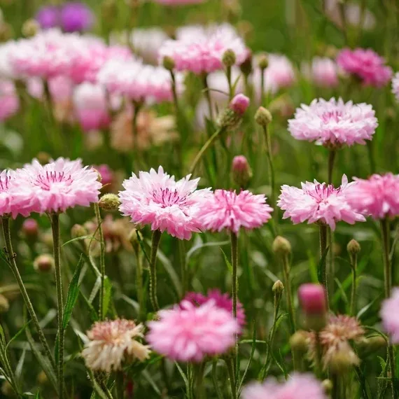 Cornflower Pinkie - Image 4