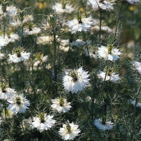 Nigella Miss Jekyll White