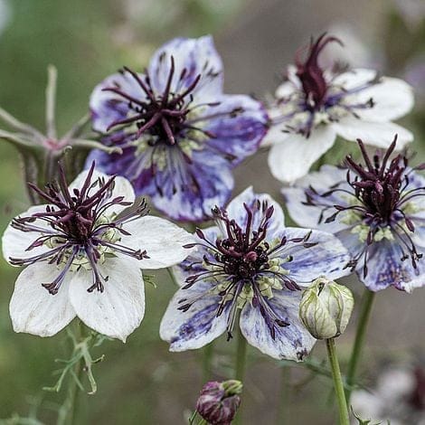 Nigella Delft Blue Flower