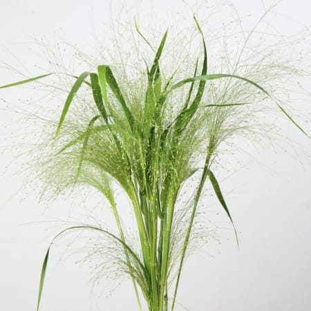 Panicum Frosted Explosion Grass