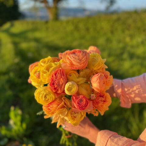 Pastel Lemon Ranunculus