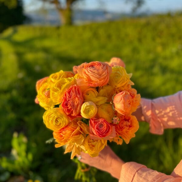 Pastel Lemon Ranunculus