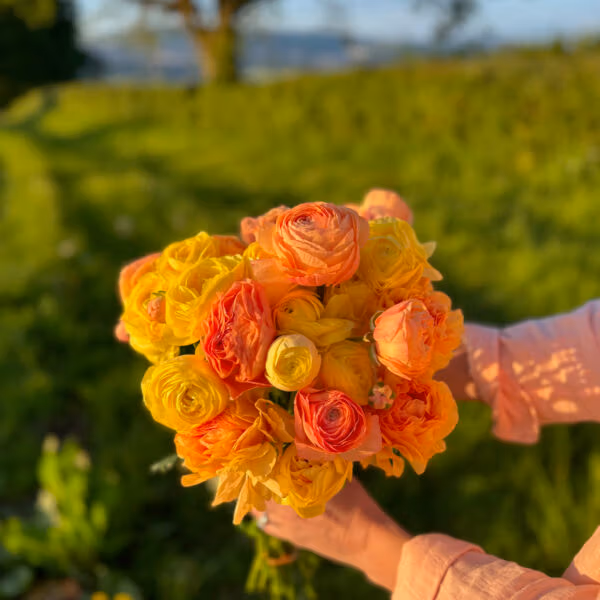 Pastel Lemon Ranunculus