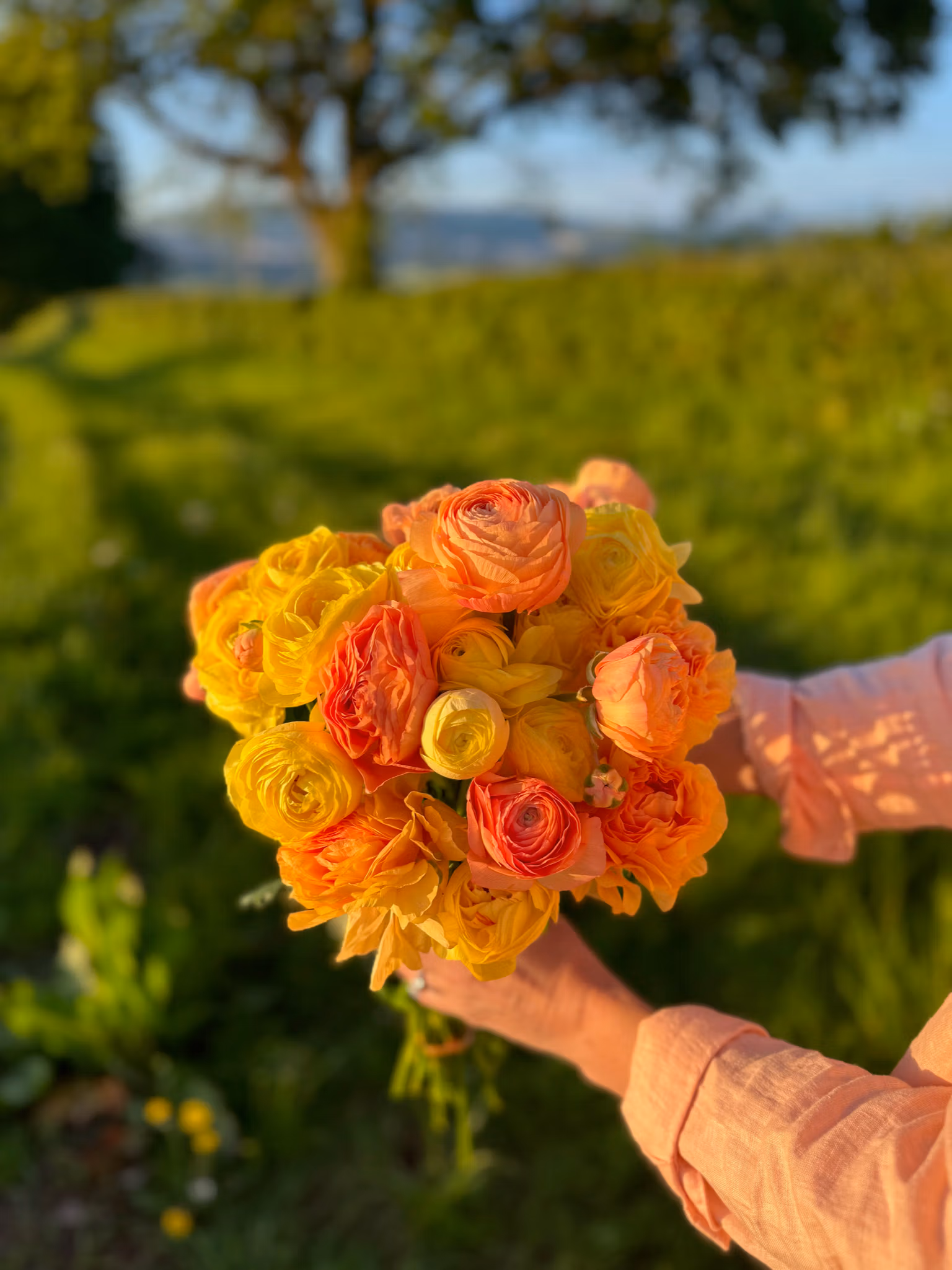 Pastel Lemon Ranunculus