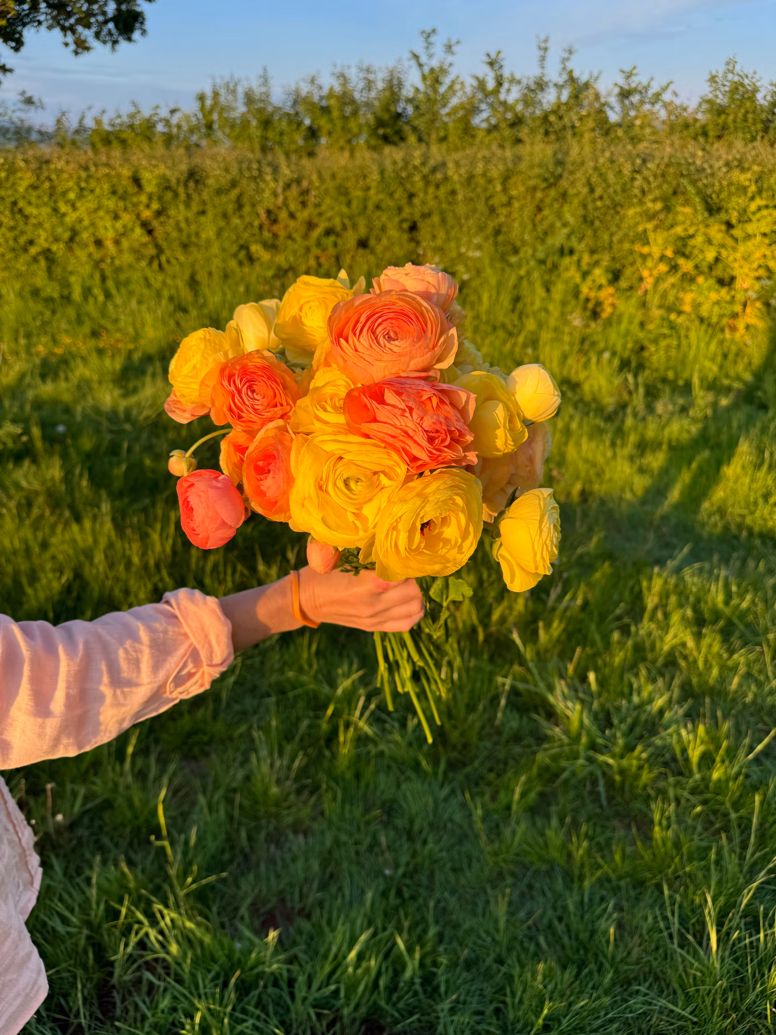 Ranunculus Plants - Pastel Lemon - Image 5