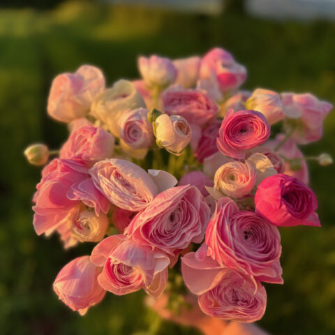 Ranunculus Plants