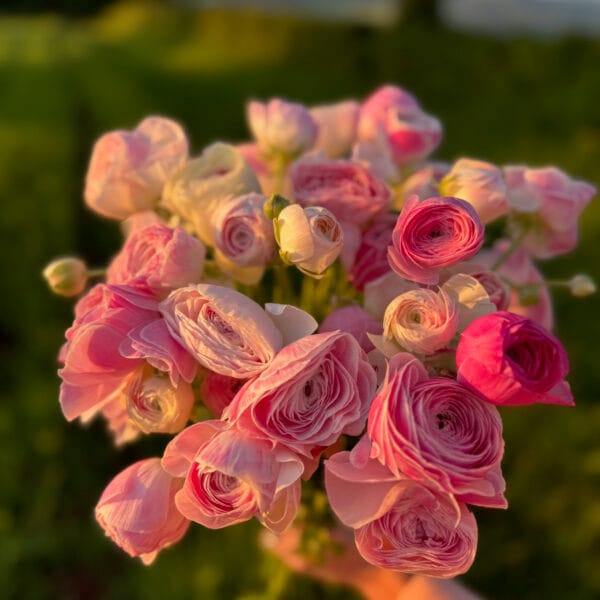 Ranunculus Plants