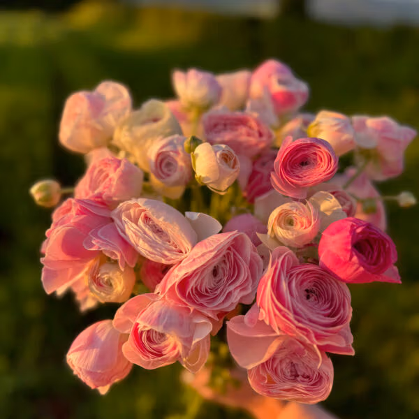 Ranunculus Plants