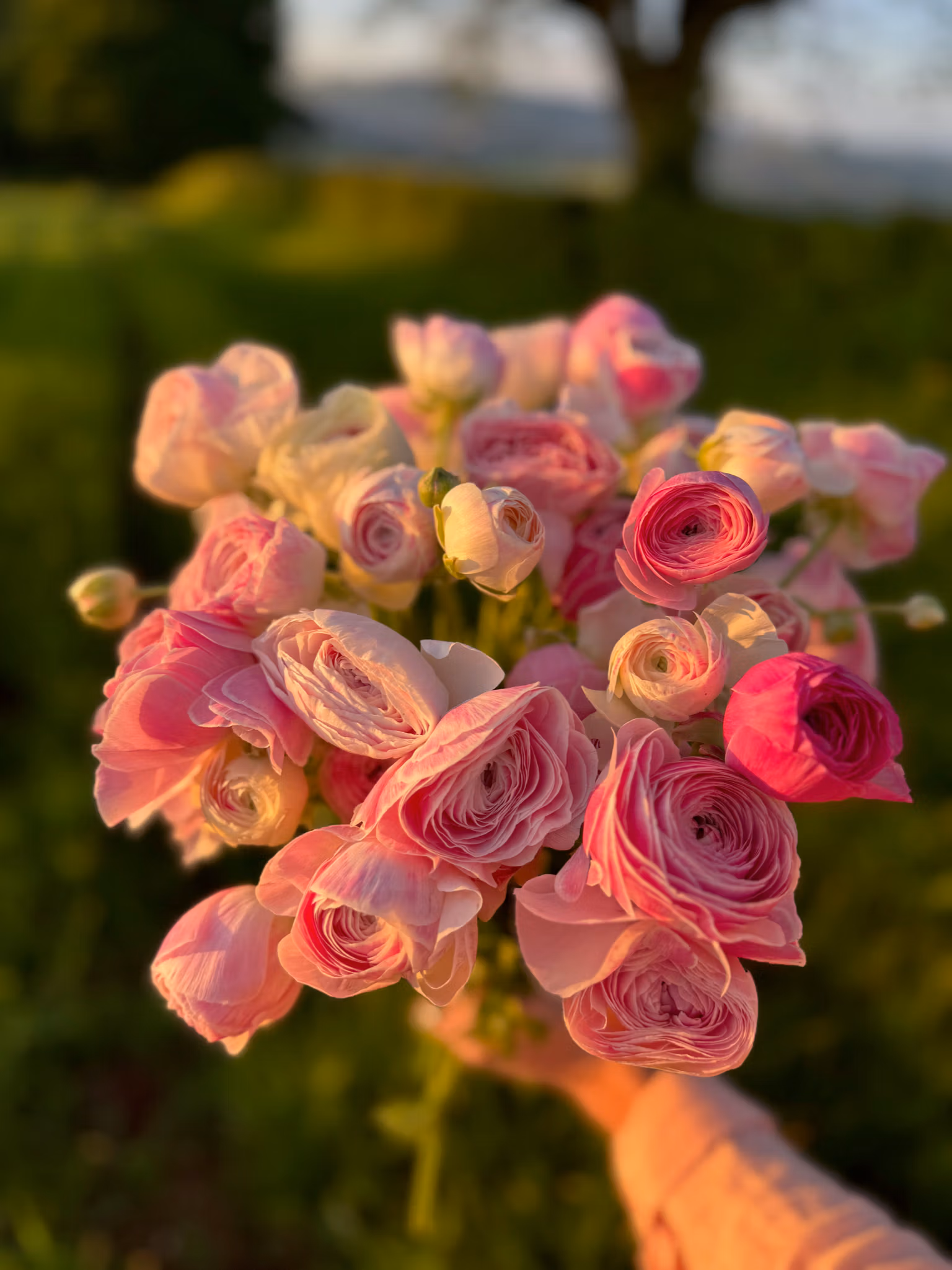 Ranunculus Flowers