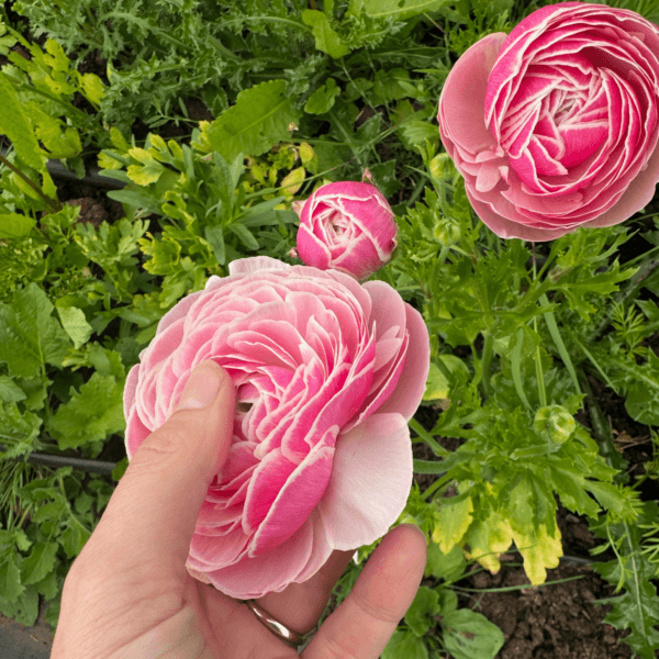Ranunculus Plants Porcelaine