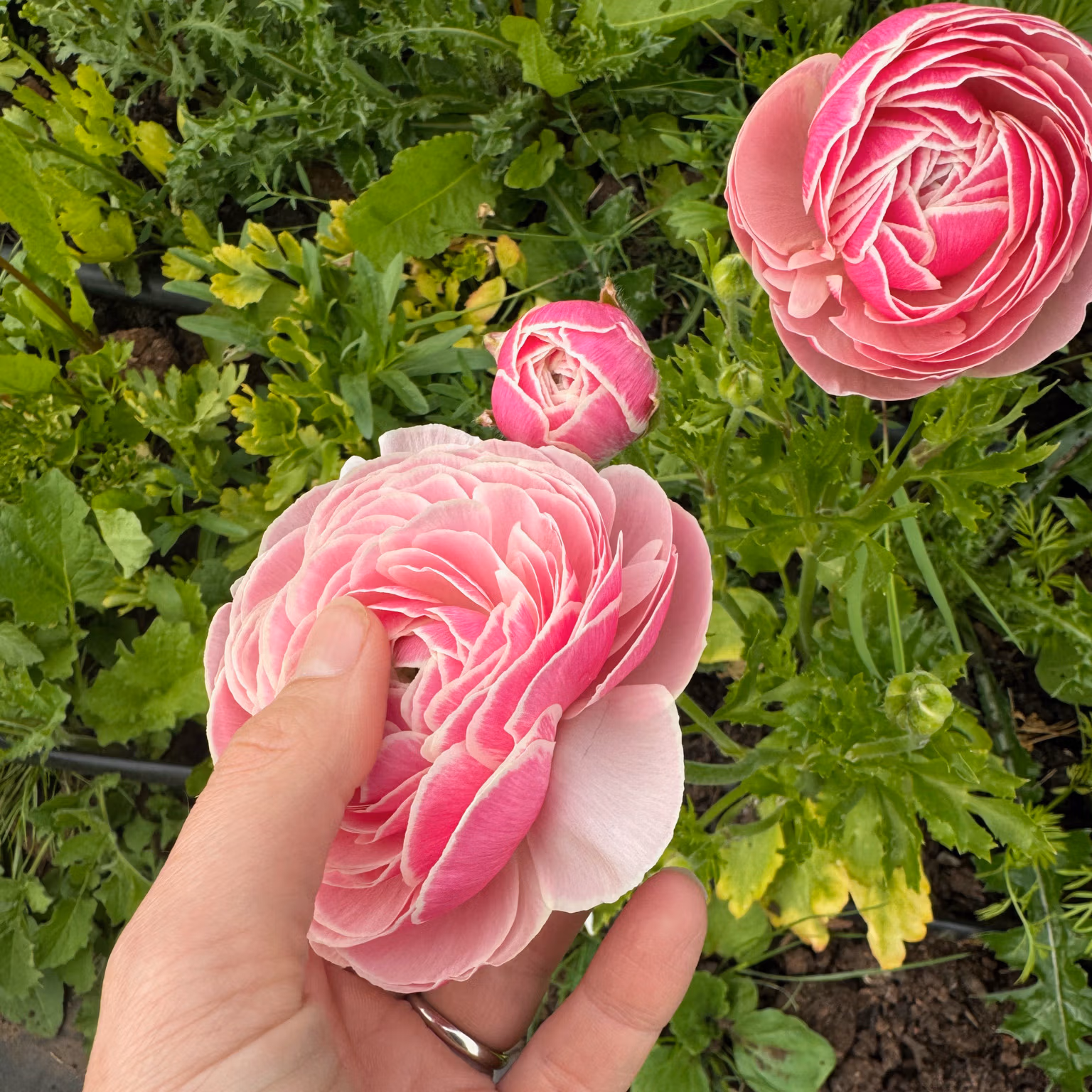 Ranunculus Plants Porcelaine