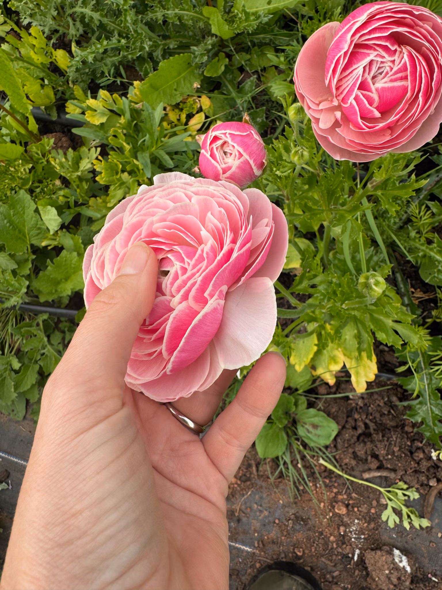 Ranunculus Plants Porcelaine - Image 4