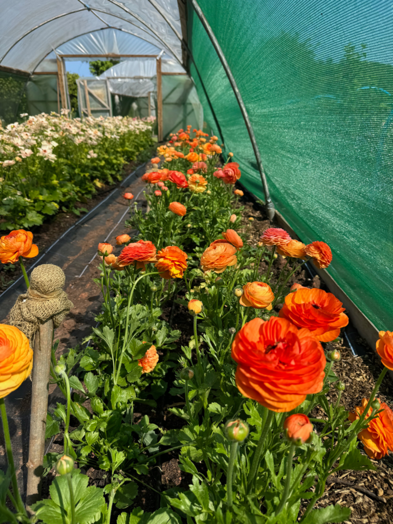 How to Grow Ranunculus – Cut Flower Varieties