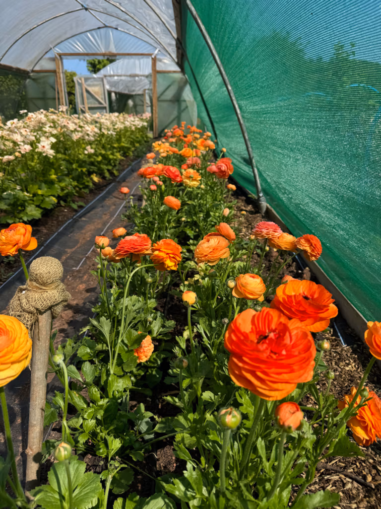 How to Grow Ranunculus – Cut Flower Varieties