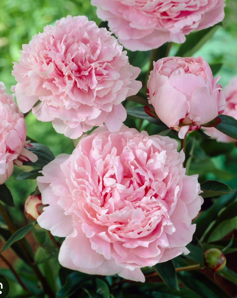 How to Grow Herbaceous Peony (or Paeonia)