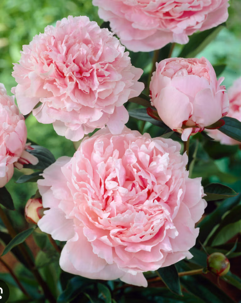 How to Grow Herbaceous Peony (or Paeonia)