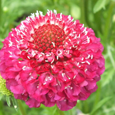 Scabious Scoop Raspberry