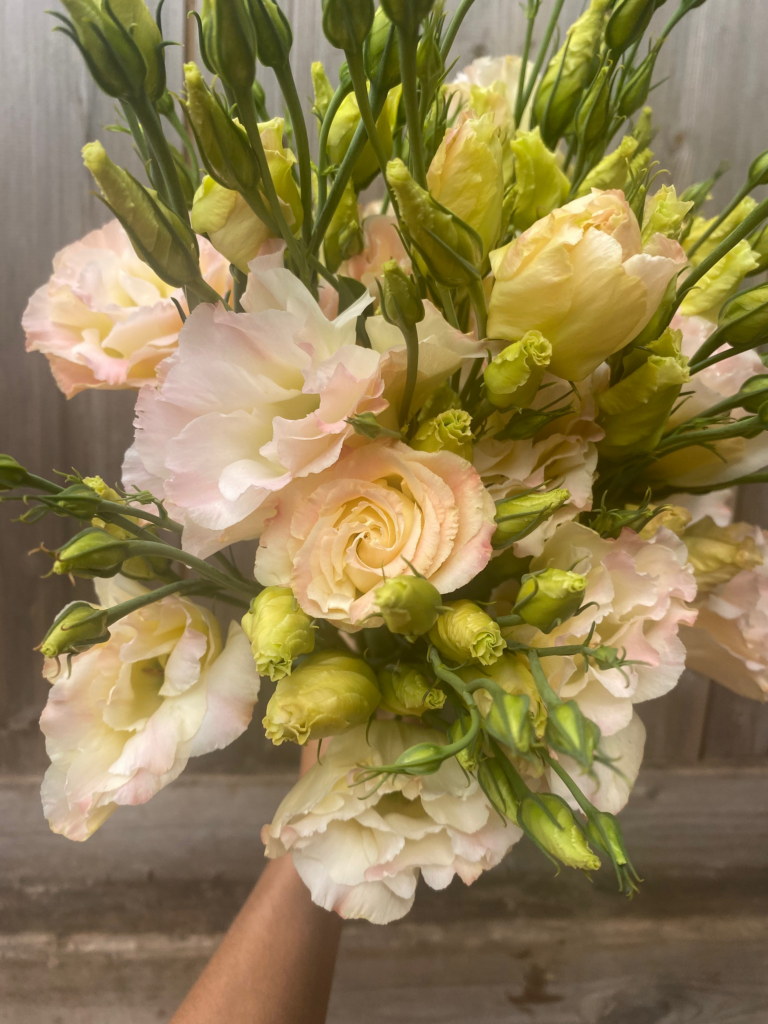 How to Grow Lisianthus – Cut Flower Varieties
