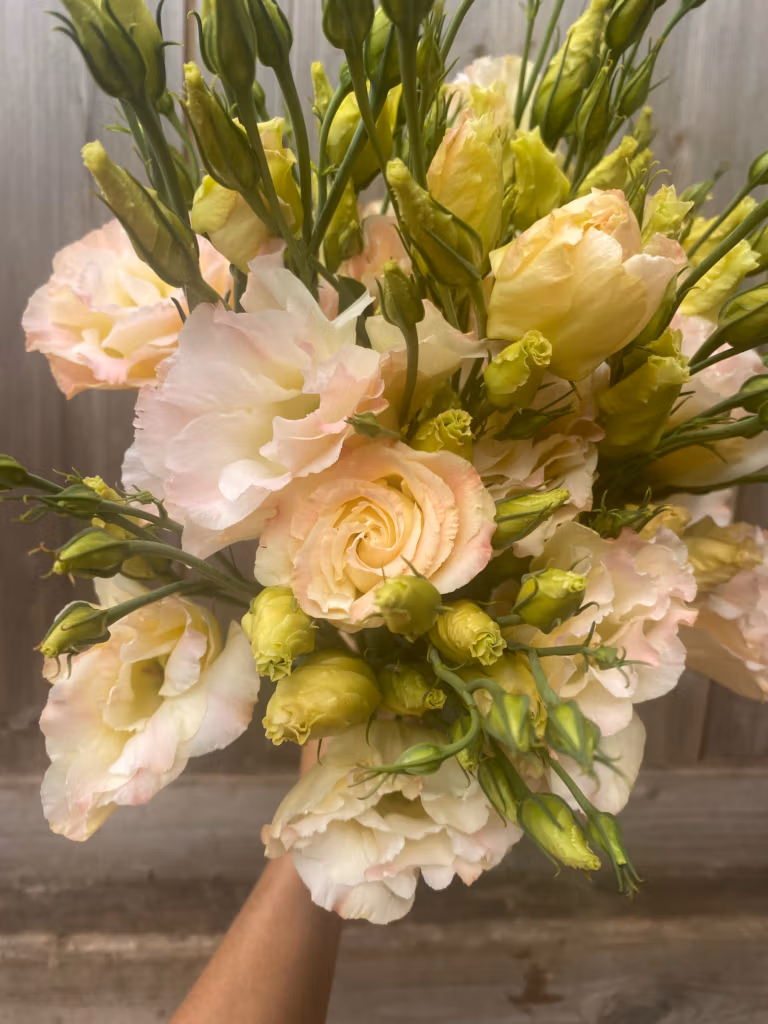 How to Grow Lisianthus – Cut Flower Varieties