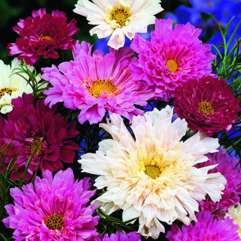 Cosmos Bipinnatus Double Click Mix